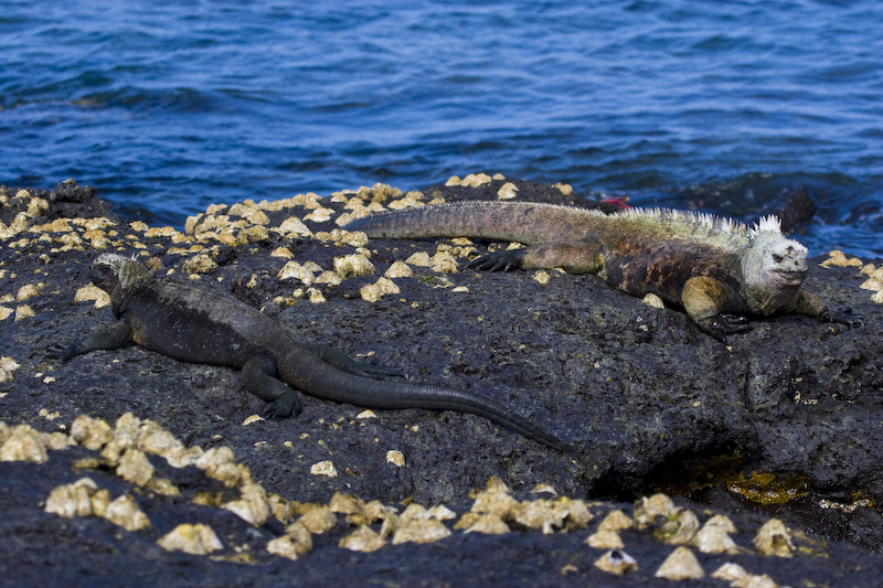 Marine Iguanas